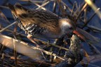 Porciglione - Rallus aquaticus Porciglione - Rallus aquaticus