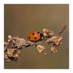 square circle square circle