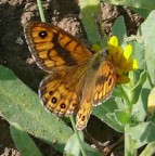 farfalla2
