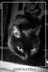 ANNUSATINA ANNUSATINA