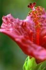 Hibiscus #2 Hibiscus #2