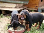 Cuccioli Cuccioli