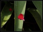 Petalo rosso Petalo rosso