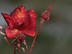 altra rosa... d' inverno altra rosa... d' inverno