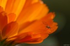 Un piccolissimo "moscerino" posato sulle mie solite calendule :)


Dati di scatto:
sigma 180 macro
1/125
f/10
iso 110
-0.33ev
mano libera


Critiche graditissime :)


P.S. Fra poco invio i primi semi....ce ne saranno altri se qualcuno li vuole ;)