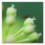 Moscerino con pulcino Moscerino con pulcino