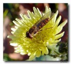 Il ritorno di Lulù Il ritorno di Lulù