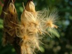 semi di piante che con il vento volano via