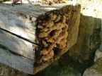 funghi,attaccati al tronco
