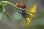 coccinella sulla vetta coccinella sulla vetta
