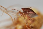 La cimice e la spiga 2 La cimice e la spiga 2