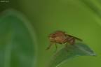 E' la prima volta che vedo dal vivo questo piccolo mostro....sapete percaso il suo nome?


Dati di scatto:
sigma 180 macro
1/125
f/8
iso 400
-0.33 ev
flash TTL ma sottoesposto se non erro di -1.0 (giusto per schiarire un poco)
mano libera


Graditissime le critiche :)