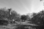 Olive d'altri tempi Olive d'altri tempi