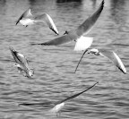 Danza scomposta Danza scomposta