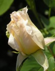 White rose White rose