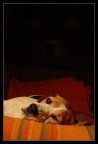 Il mio amico beagle - Teo - in un momento di grande relax...

Nikon D50
DX 18-55
1/25
f5.6
iso 400

Commenti sempre bene accetti!