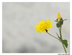 un semplice fiorellino dai petali gialli un semplice fiorellino dai petali gialli