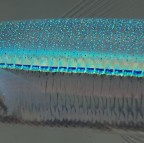 Per chi voleva le radiografie Per chi voleva le radiografie