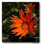 Verde nell'arancio Verde nell'arancio