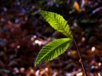 .: foglie di castagno nov. 2006 :. .: foglie di castagno nov. 2006 :.