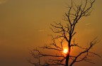 Tramonto sull'albero... Tramonto sull'albero...