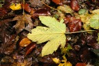 Foglia d'autunno Foglia d'autunno