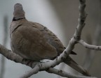 Birds Birds