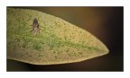minimosca minimosca