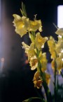 Nikon F3; Nikkor AIS 50/1.8; Agfacolor ULTRA