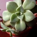 Sembrano confetti Sembrano confetti