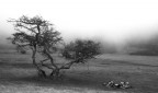 Albero nella nebbia Albero nella nebbia