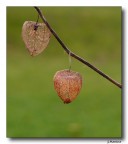 Leggerezze Leggerezze