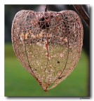 sistema vascolare vegetale sistema vascolare vegetale