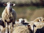 Il Sergente Il Sergente