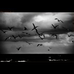 they travel for us they travel for us