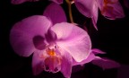 Orkidea Orkidea