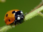 coccinella coccinella