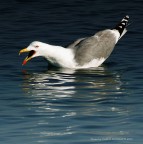 A volte si incazzano... A volte si incazzano...