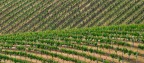 Vigneti Valdarno n2 Vigneti Valdarno n2