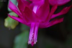 Queste piante sono incroci tra Shlumbergera che fioriscono ad ottobre (quelle che ho in galleria qualche pagina indietro) e un'altra variet che fiorisce a Pasqua.
Si chiama comunemente cosi perch fiorisce a Natale (la fioritura continua fino a gnnaio).

Dati di scatto:
sigma 180 macro
0.625sec
f/10
iso 400
-0.33ev
treppiede


Una visuale che comprende le foglie:
http://www.photo4u.it/album_page.php?pic_id=162971


Critiche graditissime :)