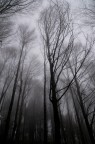 Giaganti nella nebbia che sognano il cielo Giaganti nella nebbia che sognano il cielo