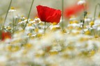 Papavero e camomilla Papavero e camomilla