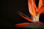 cresta d gallo