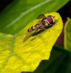 Mai visto prima!! Mai visto prima!!