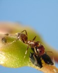 Una formica stimola (menandoli con le antenne) gli afidi a darsi da fare; non ditemi che sono diventato mono-maniaco: con questa smetto di fare il formichiere.

:ciao: