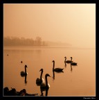 il lago dei ... ok il lago dei ... ok