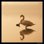 io (in nero) e il mio amico cigno io (in nero) e il mio amico cigno