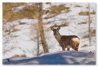 Capriolo nella neve Capriolo nella neve