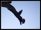un angelo in cielo