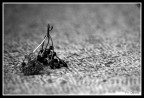 Natura morta Natura morta